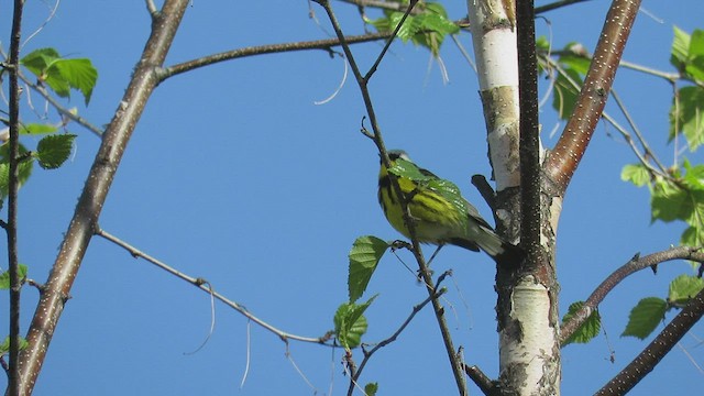 Magnolia Warbler - ML415725641