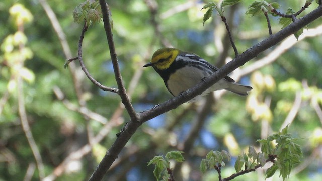 Black-throated Green Warbler - ML415725721