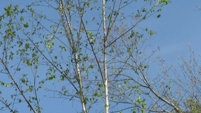 Magnolia Warbler - ML415725731