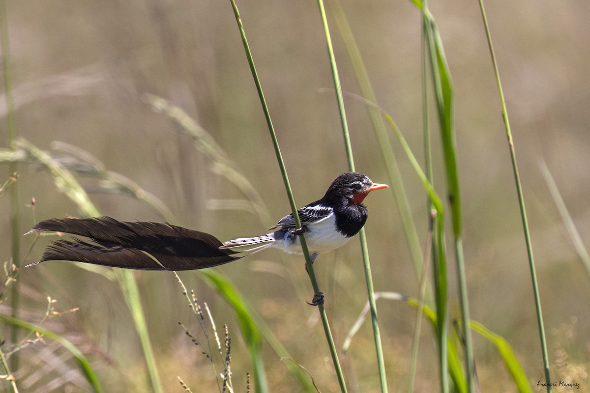 Strange-tailed Tyrant - ML415726061