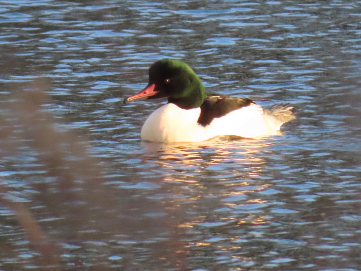 Common Merganser - ML415726131