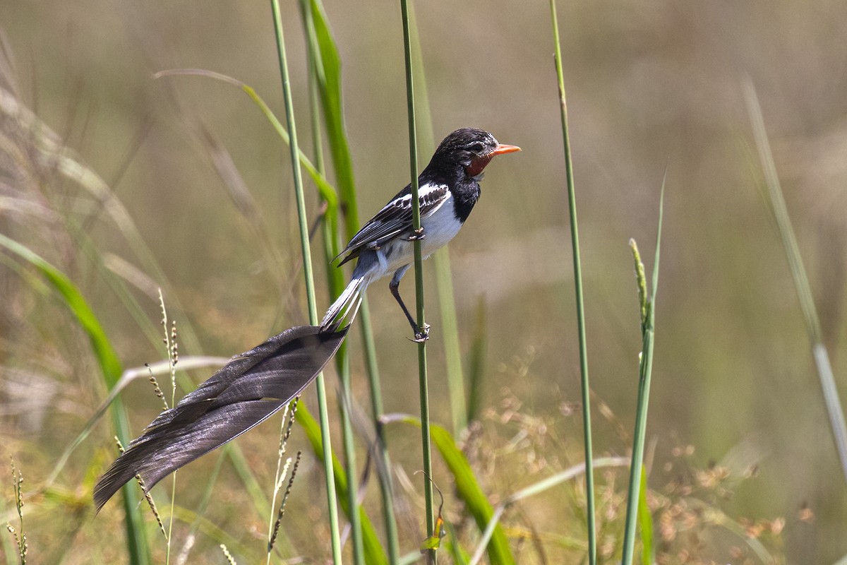 Strange-tailed Tyrant - ML415727221