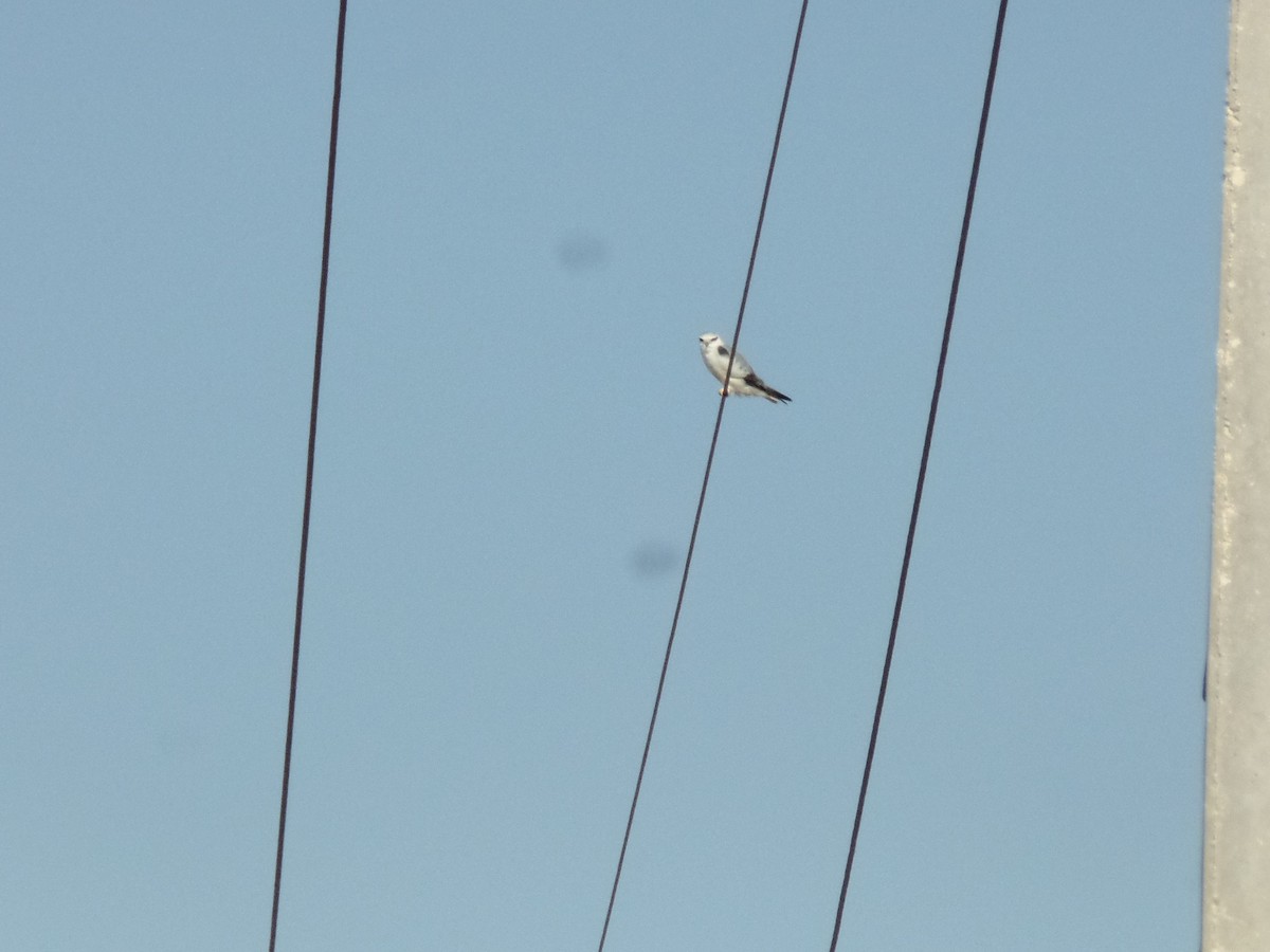 Black-winged Kite - ahmad mohammadi ravesh