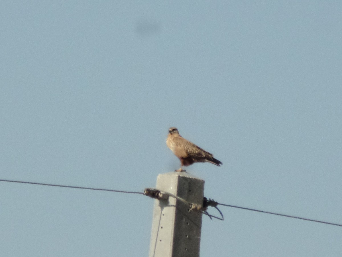 Long-legged Buzzard - ML415730251