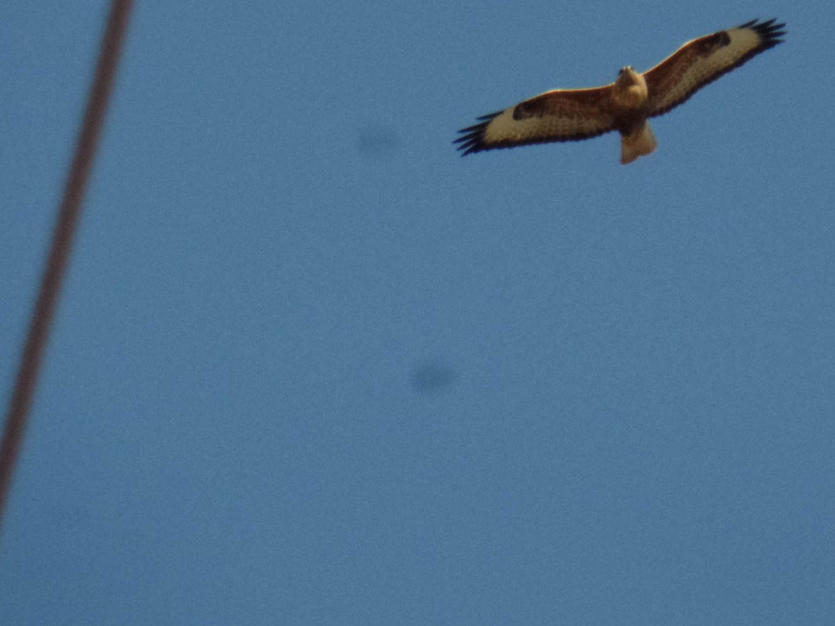 Long-legged Buzzard - ML415730321