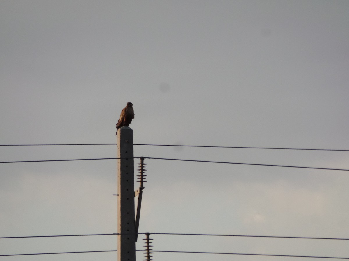 Long-legged Buzzard - ML415730331