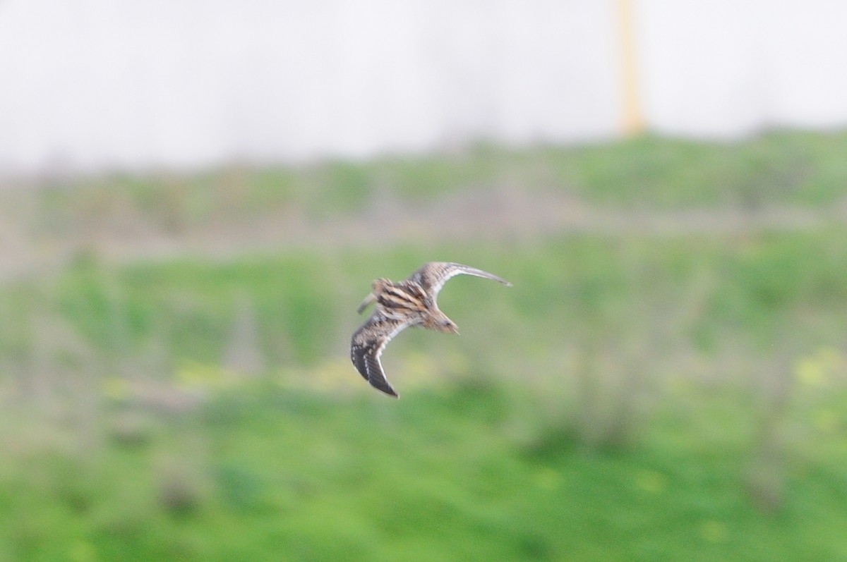 Common Snipe - ML415731651