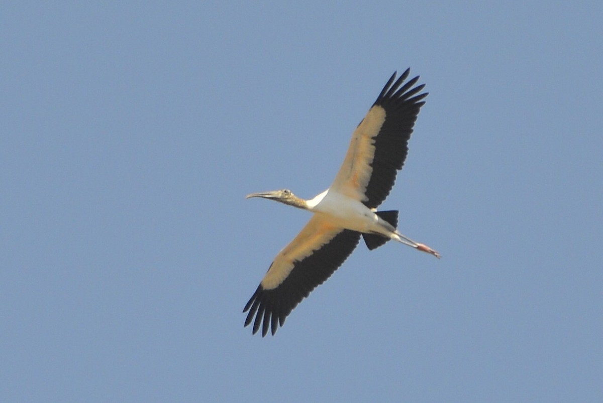 Wood Stork - ML415732981