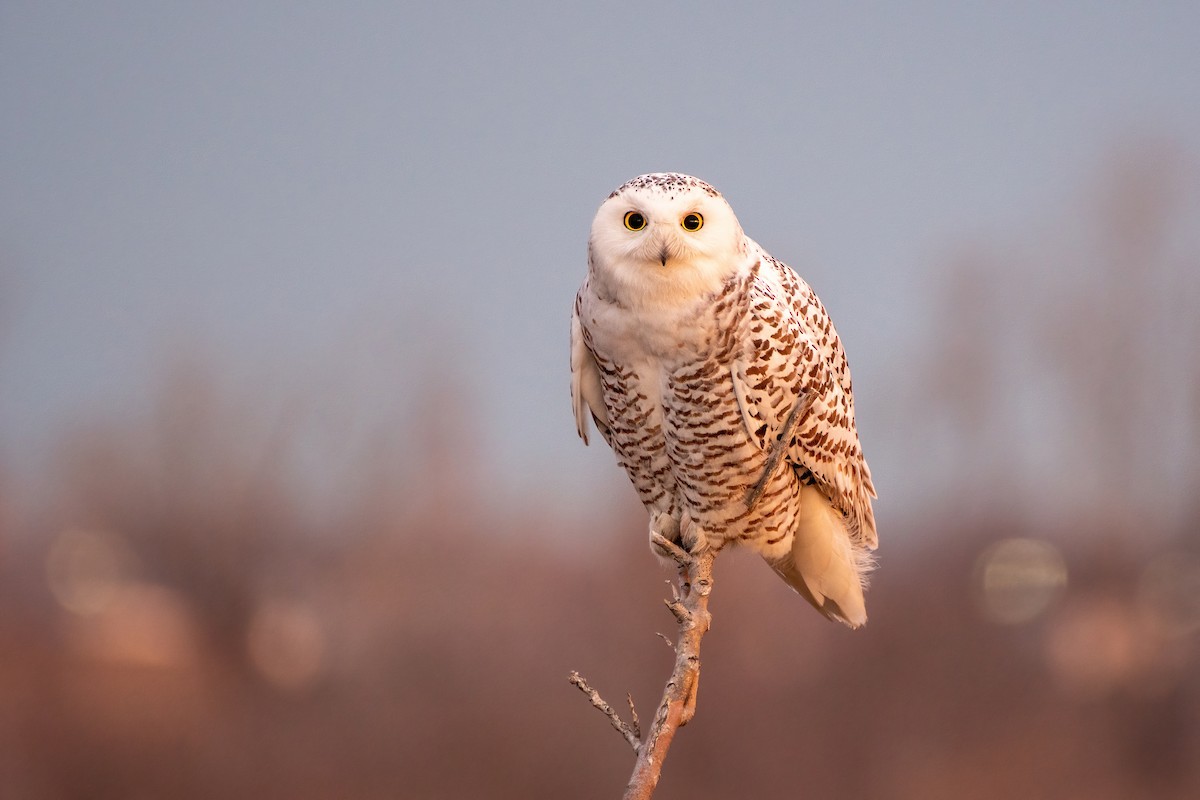 Snowy Owl - ML415734501