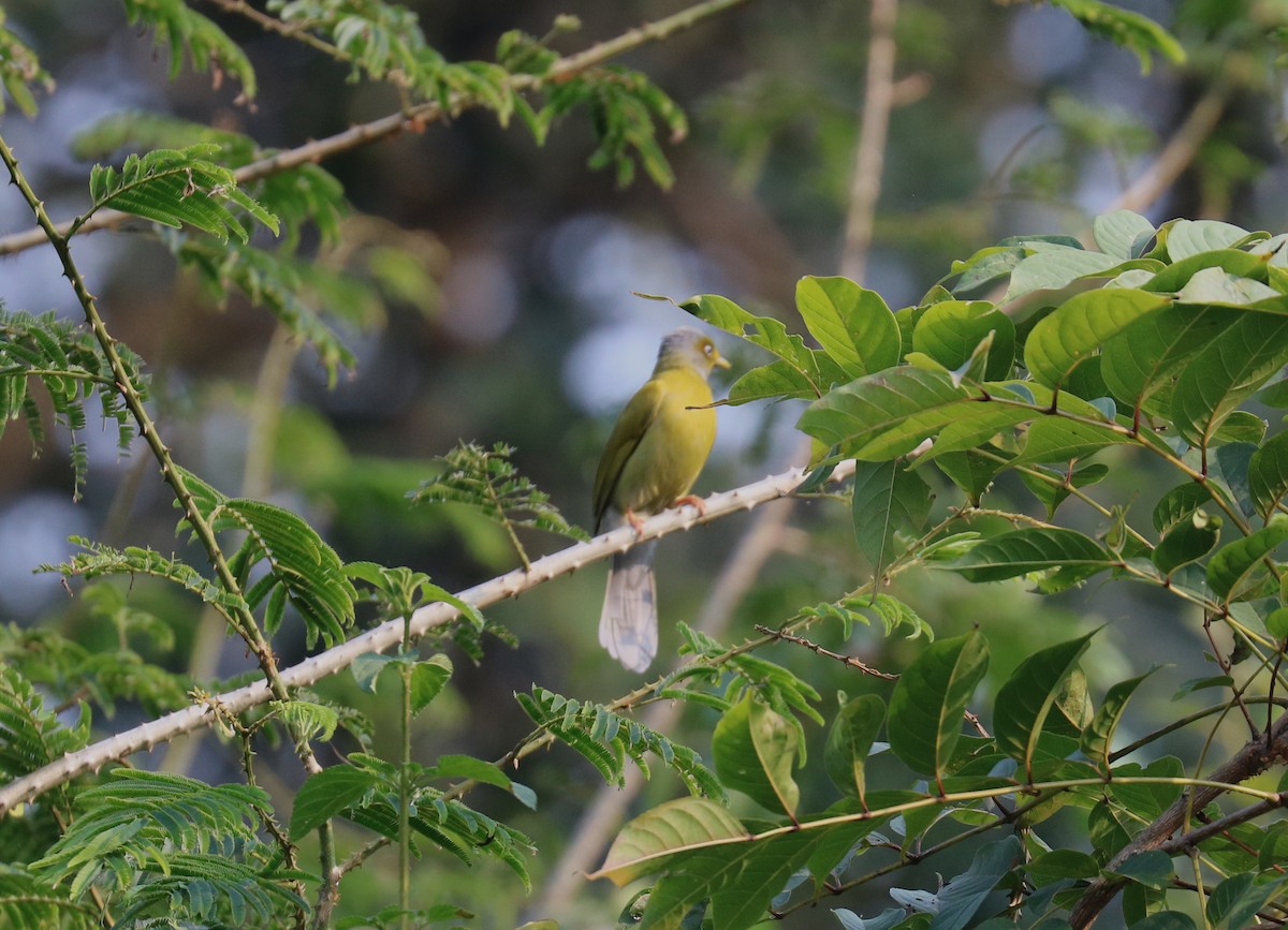 Gray-headed Bulbul - Arun George