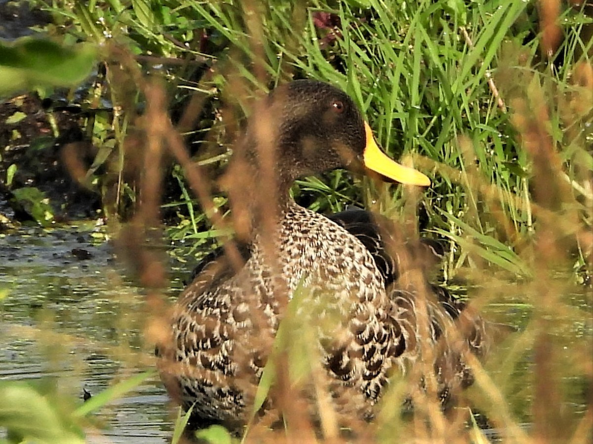 Yellow-billed Duck - ML415735701