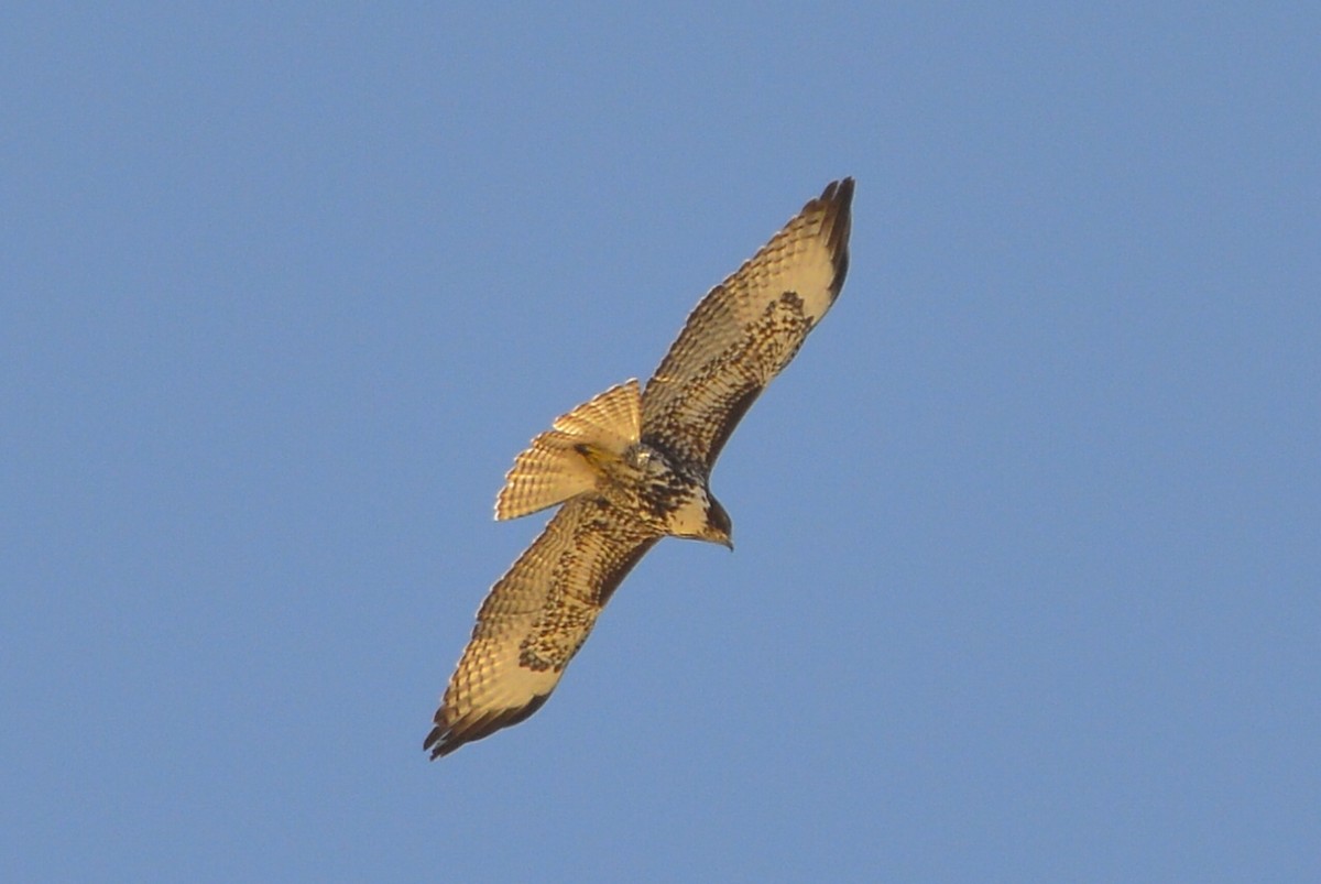 Red-tailed Hawk - ML415736161