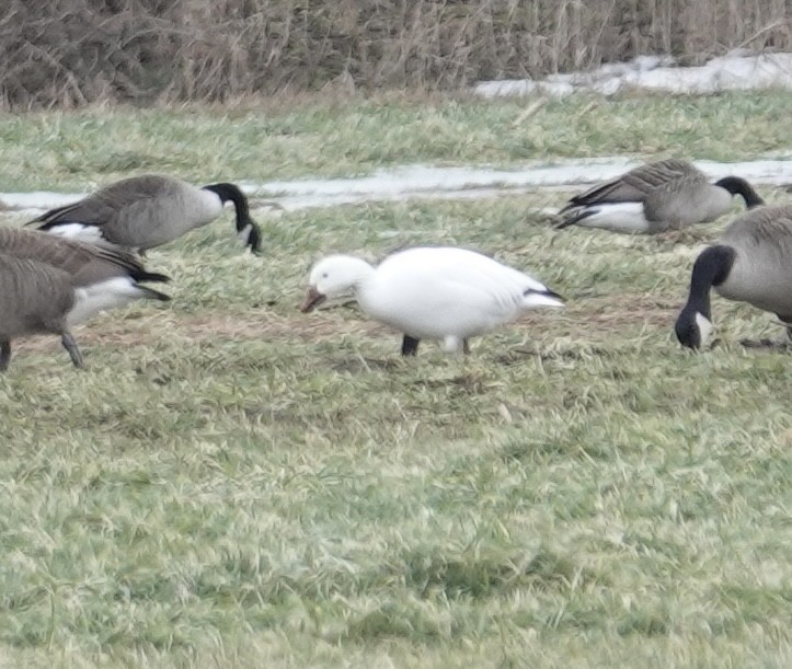 Snow Goose - ML415736911