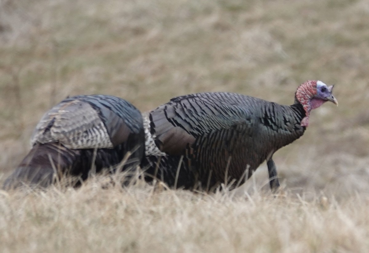 Wild Turkey - ML415737151
