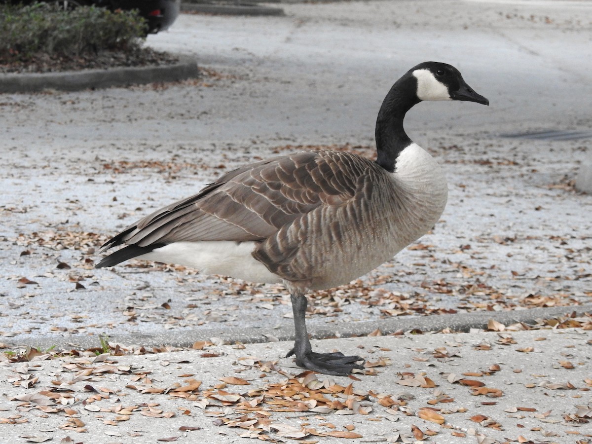 Canada Goose - Jeffrey Gammon