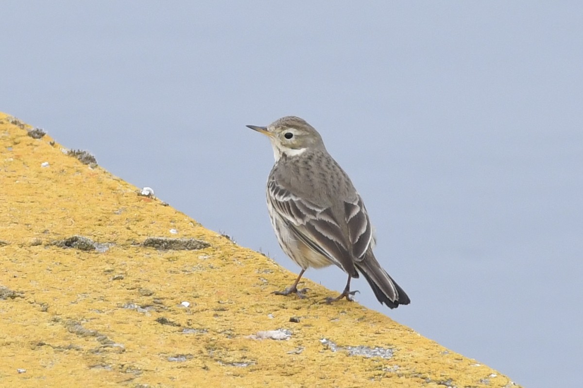 American Pipit - ML415738051