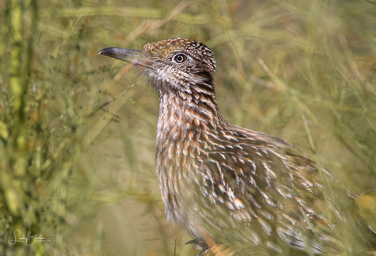 Greater Roadrunner - ML415739571