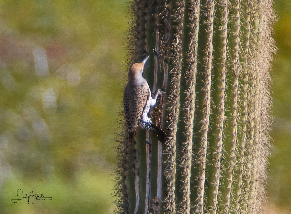 Gilded Flicker - ML415739641