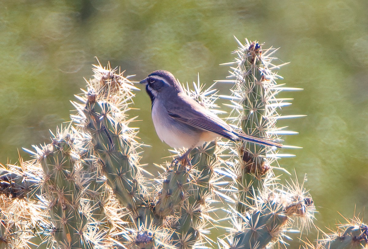 Black-throated Sparrow - ML415739721