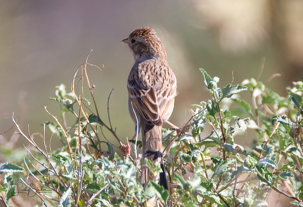 Vesper Sparrow - ML415740121