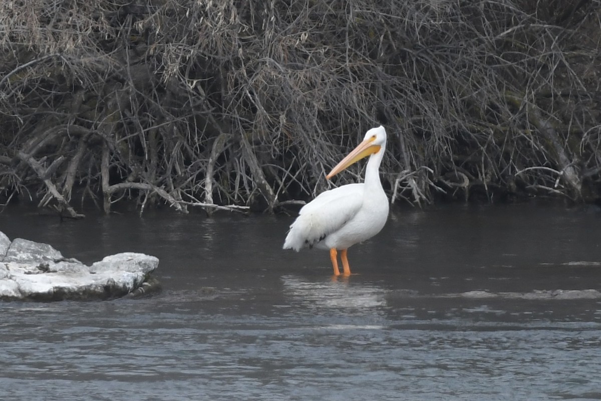 American White Pelican - ML415740791