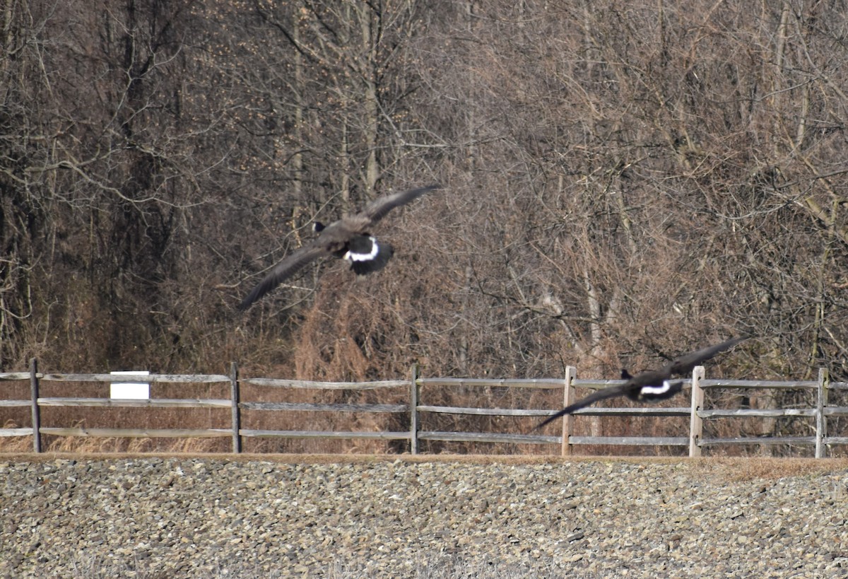 Canada Goose - ML415741001