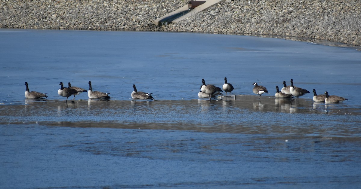 Канад галуу - ML415741021