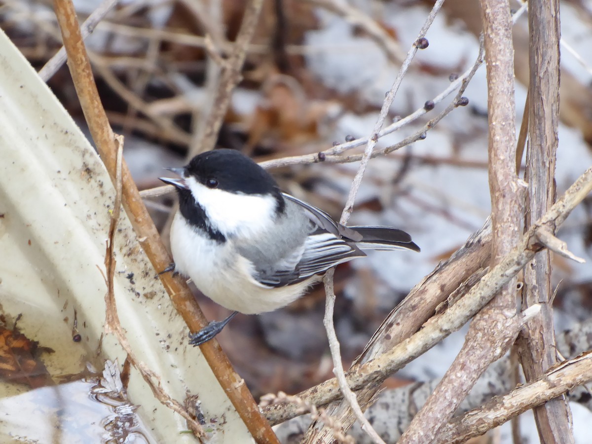 Black-capped Chickadee - ML415741611