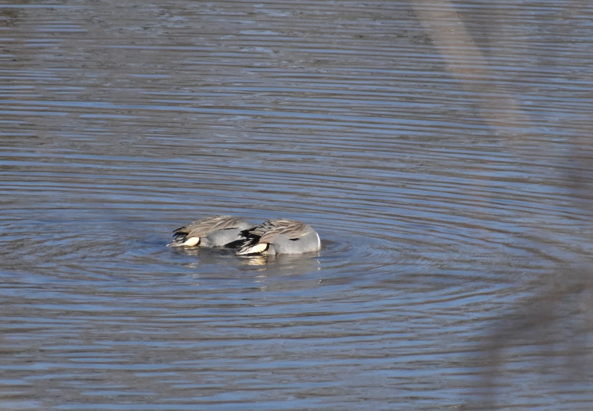 Green-winged Teal - Brian Byrnes