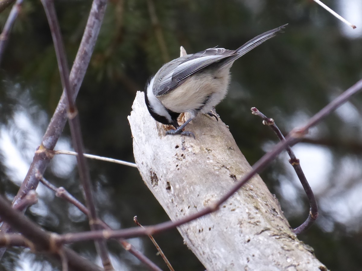 Black-capped Chickadee - ML415742031