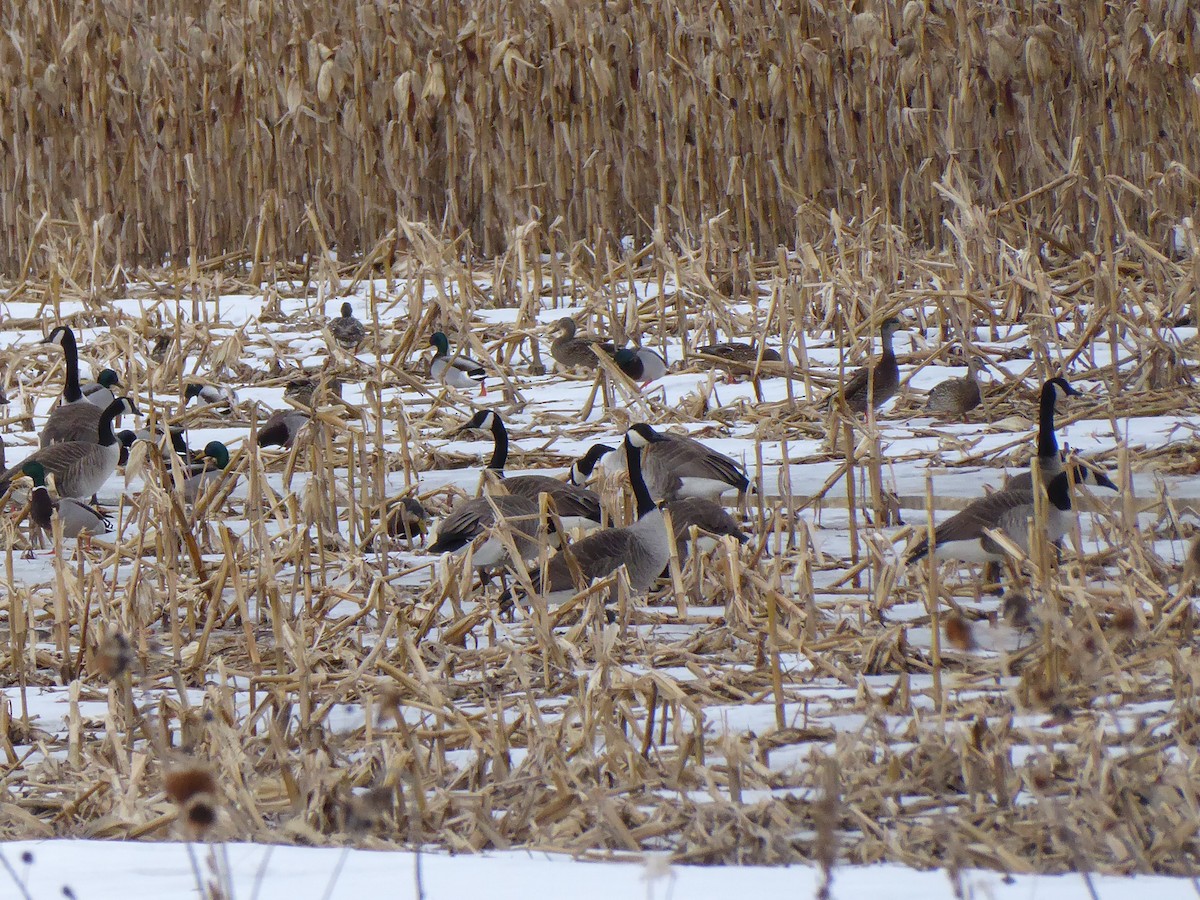 Canada Goose - ML415742091