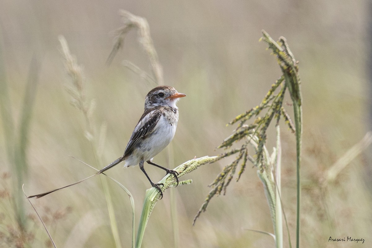 Strange-tailed Tyrant - ML415742161