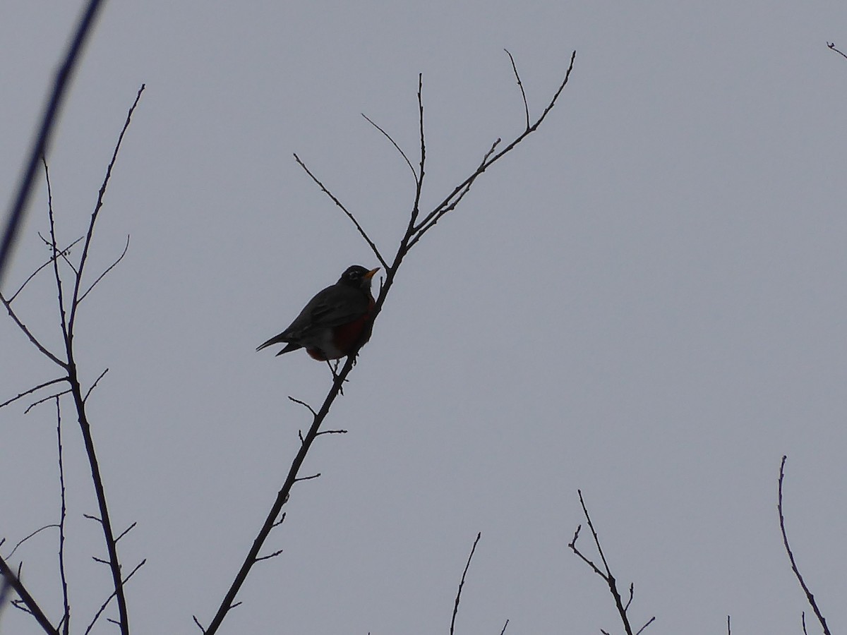 American Robin - ML415742231