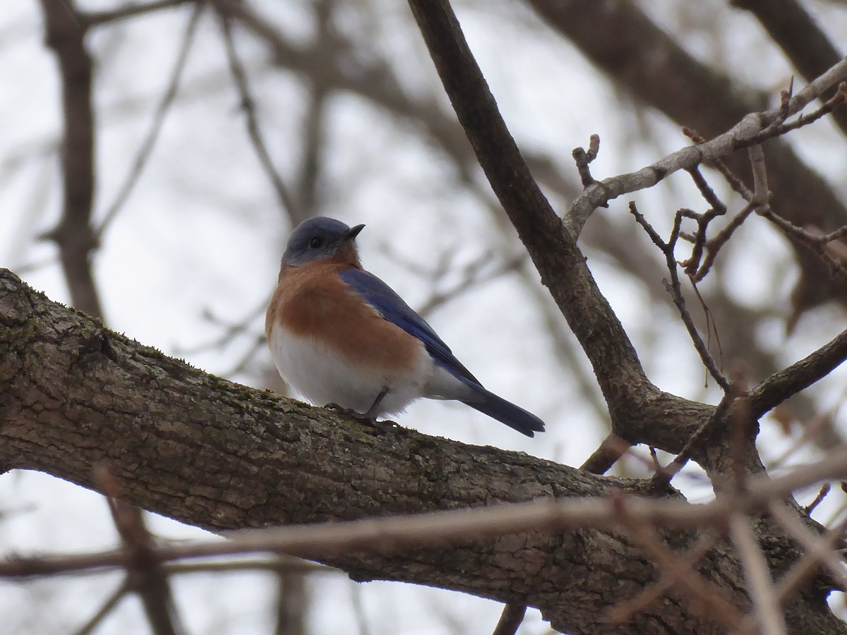 Eastern Bluebird - ML415742771