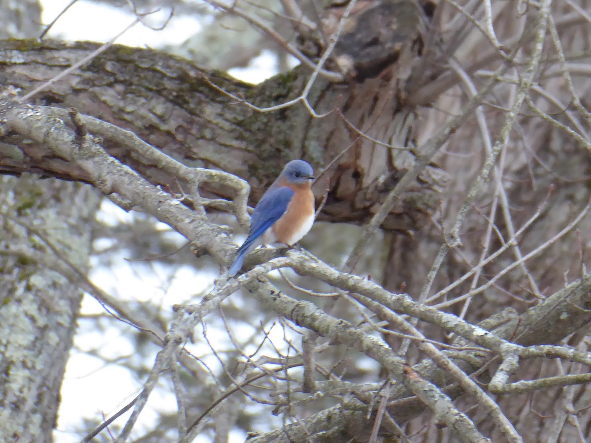 Eastern Bluebird - ML415742821