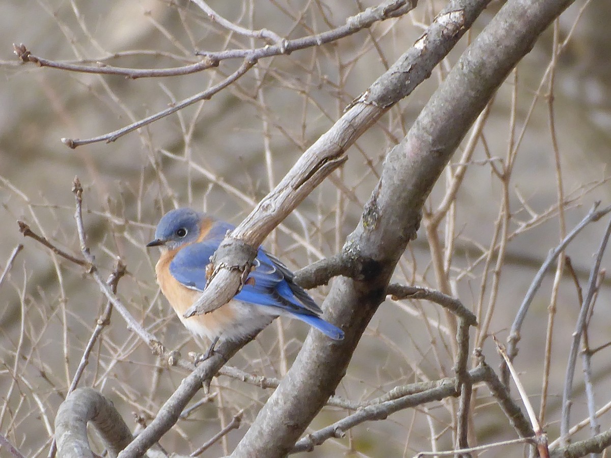 Eastern Bluebird - ML415743041