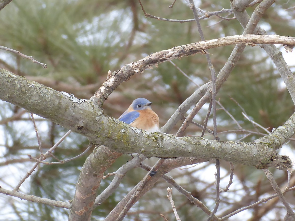 Eastern Bluebird - ML415743051