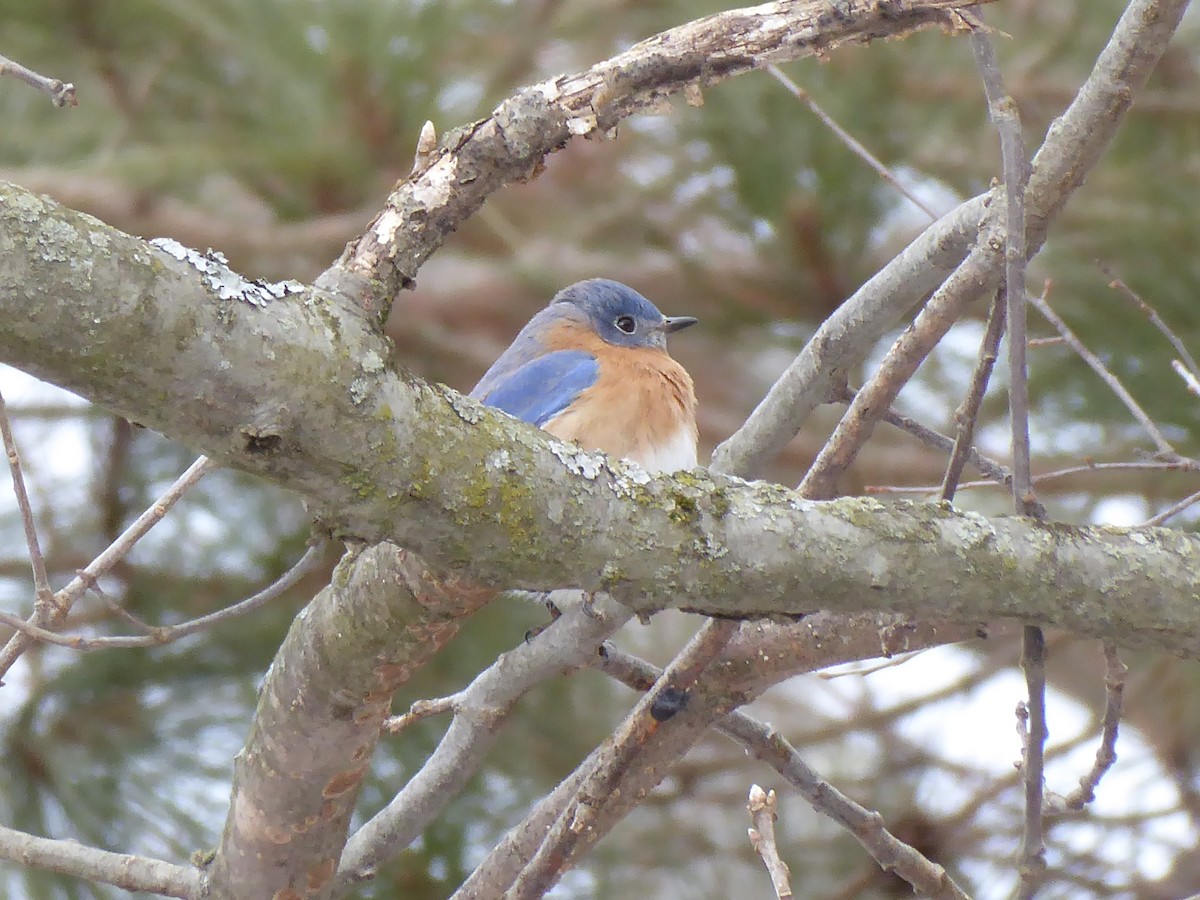 Eastern Bluebird - ML415743091