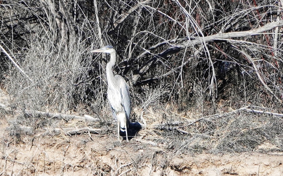 Garza Azulada - ML415743171
