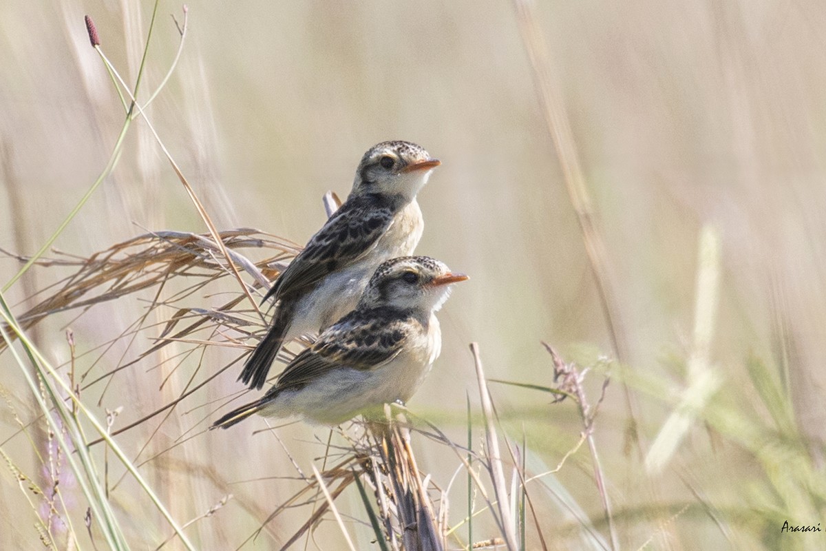 Strange-tailed Tyrant - Alejandro Gutierrez Marquez