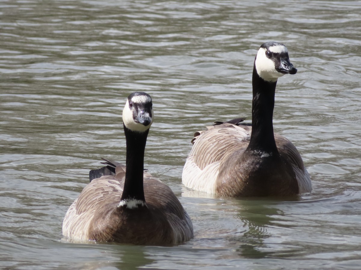 Branta sp. - ML415745611