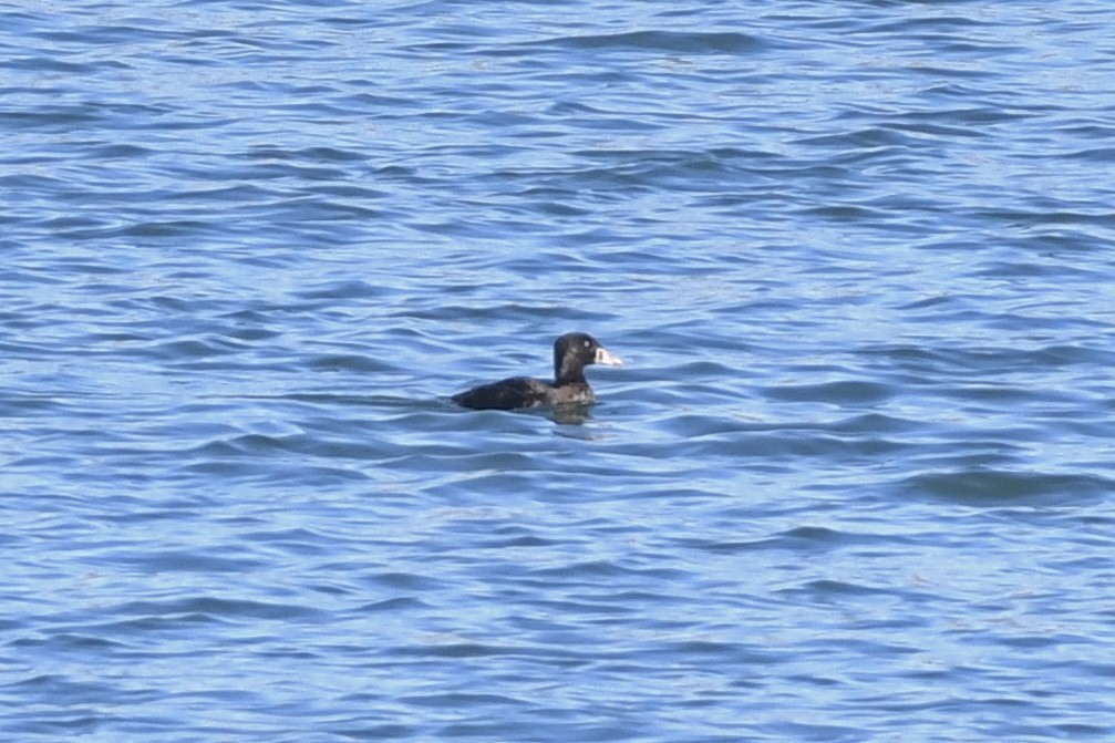 Surf Scoter - ML415747551