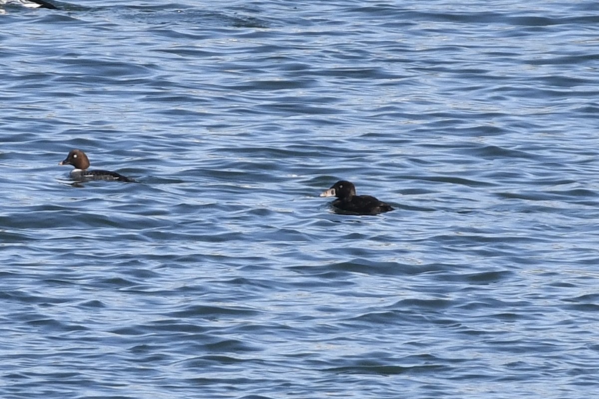 Surf Scoter - ML415747571