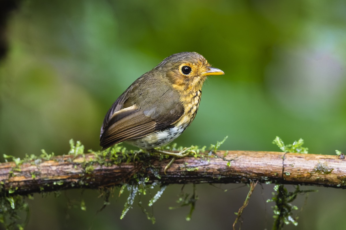 Ochre-breasted Antpitta - Stefan Hirsch