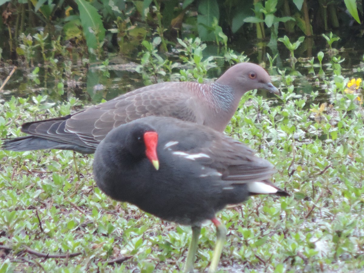 Picazuro Pigeon - ML415747691