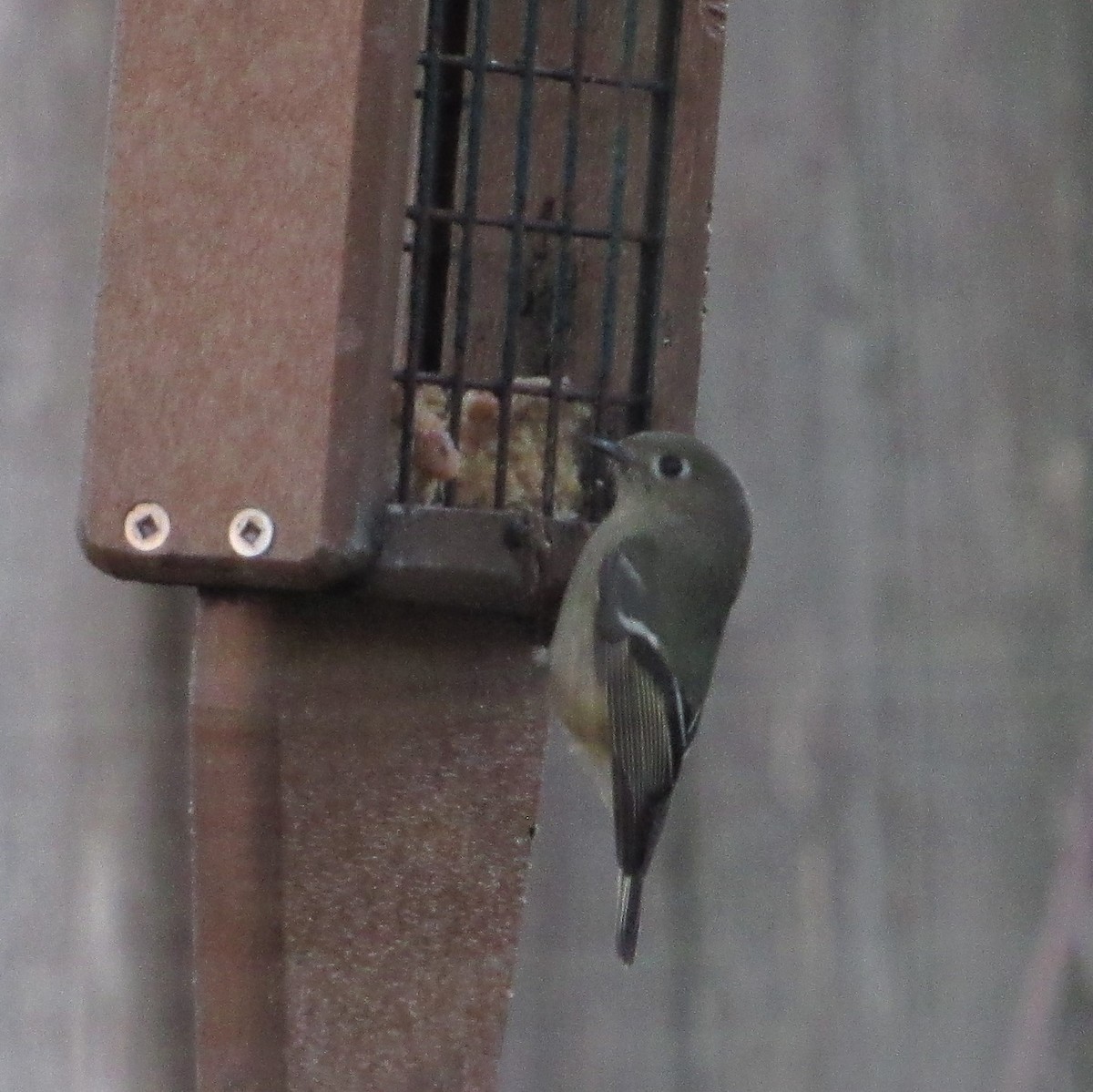 Ruby-crowned Kinglet - ML415748771