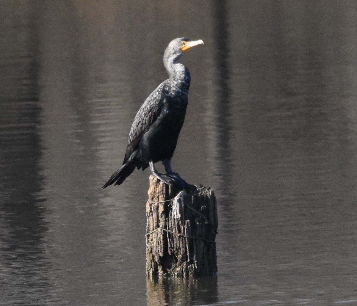 Double-crested Cormorant - ML415749131