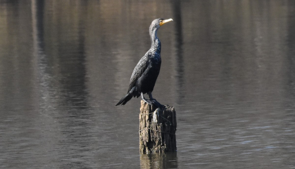 Double-crested Cormorant - ML415749141