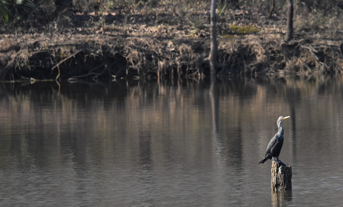 Double-crested Cormorant - ML415749181