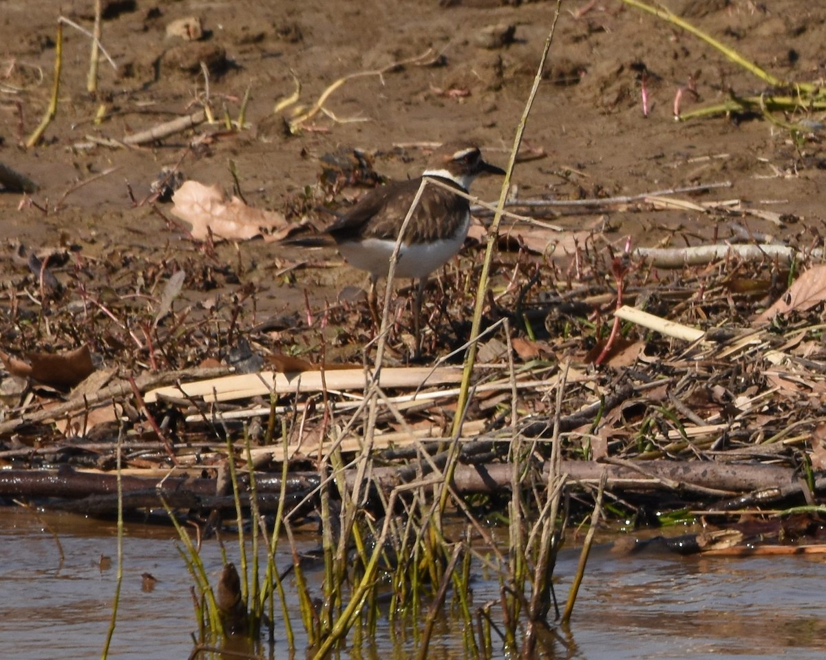 Killdeer - ML415750241